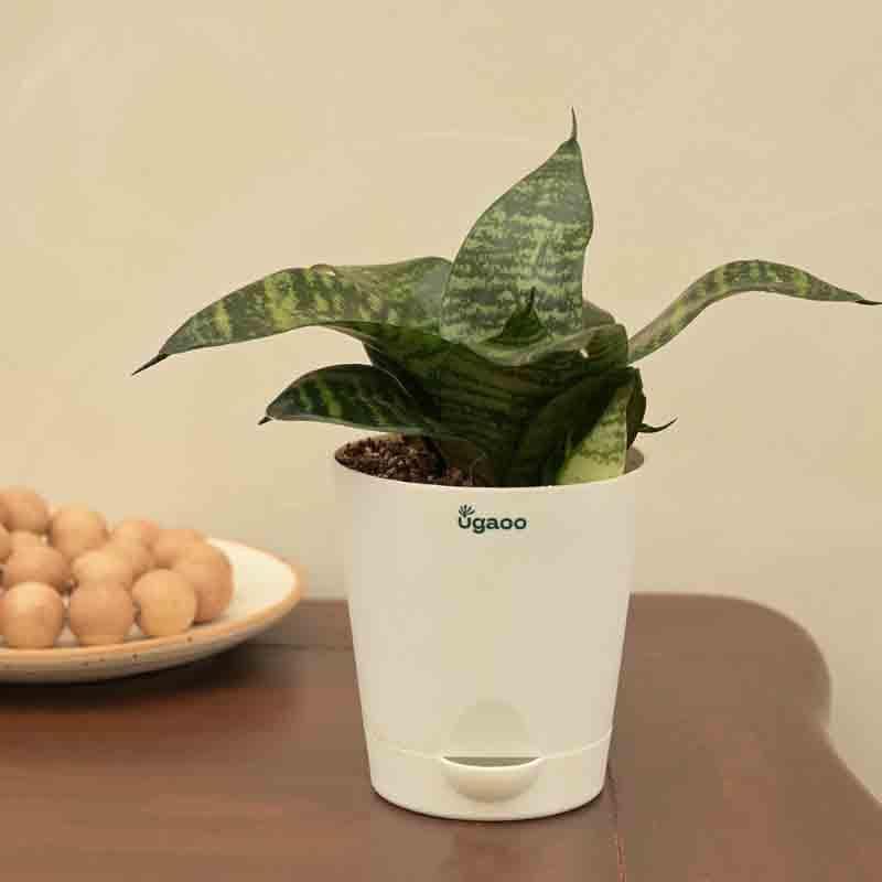 Buy Ugaoo Snake Plant - Green Live Plants from Vaaree