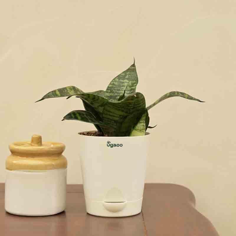 Buy Ugaoo Snake Plant - Green Live Plants from Vaaree