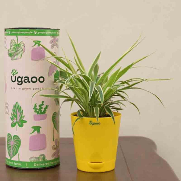 Buy Ugaoo Spider Plant Live Plants from Vaaree