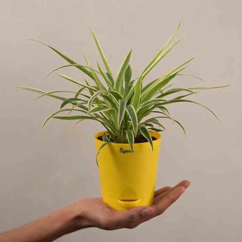 Buy Ugaoo Spider Plant Live Plants from Vaaree