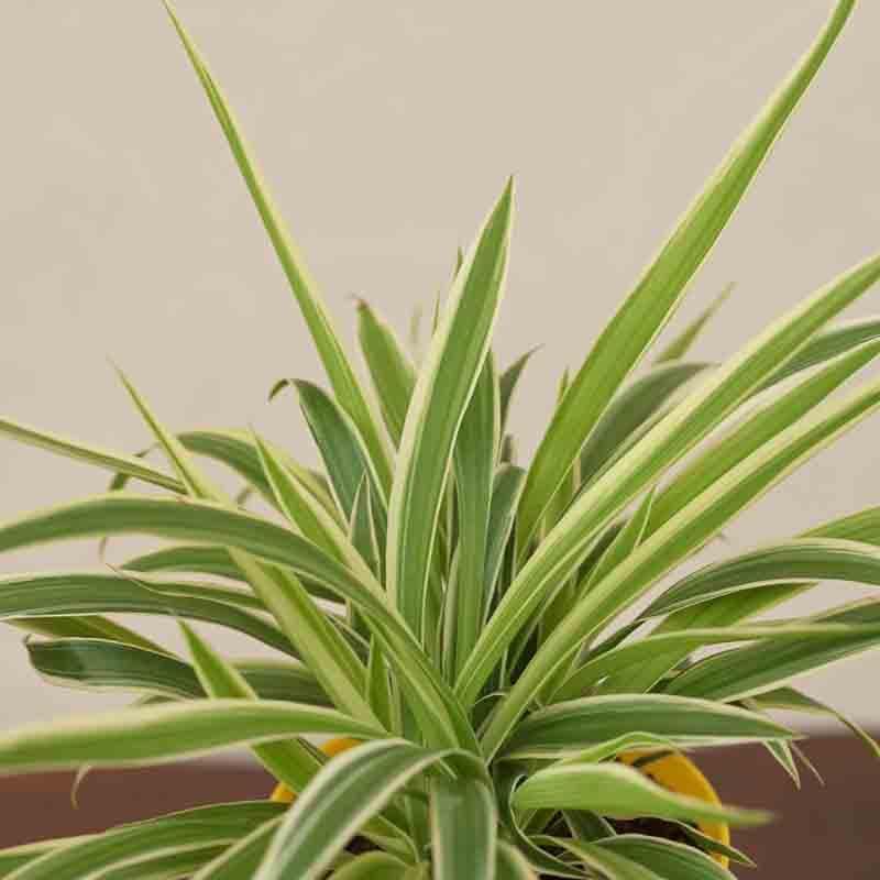 Buy Ugaoo Spider Plant Live Plants from Vaaree