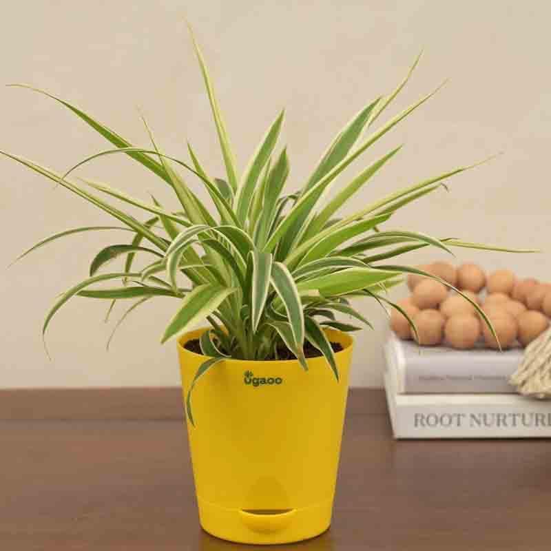 Buy Ugaoo Spider Plant Live Plants from Vaaree