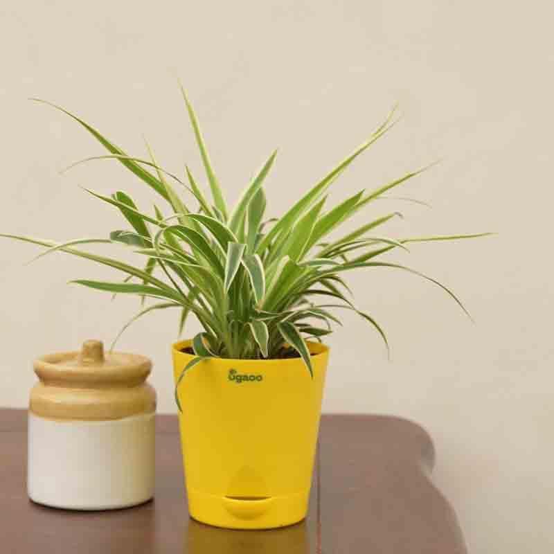 Buy Ugaoo Spider Plant Live Plants from Vaaree