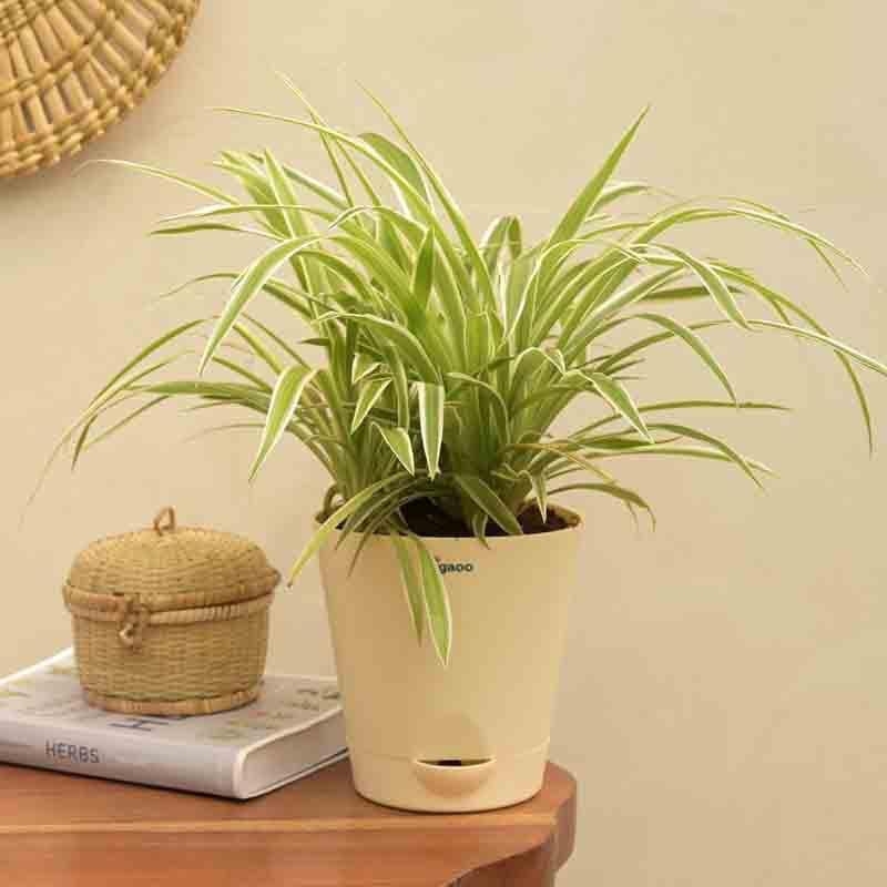 Buy Ugaoo Spider Plant - Medium Live Plants from Vaaree