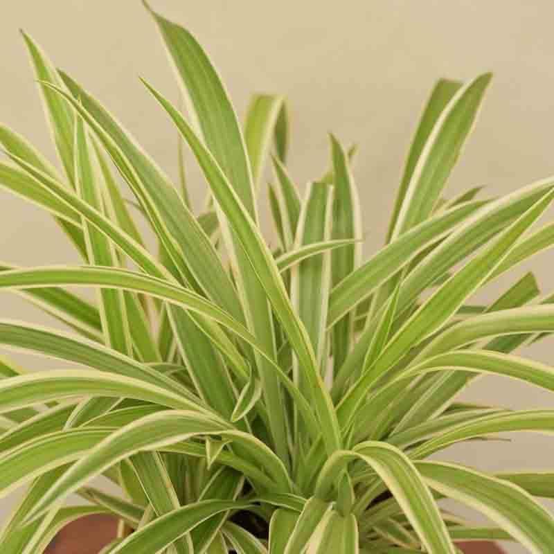 Buy Ugaoo Spider Plant - Medium Live Plants from Vaaree