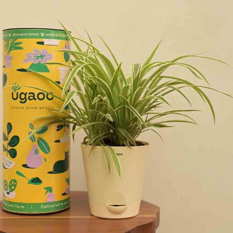 Buy Ugaoo Spider Plant - Medium Live Plants from Vaaree