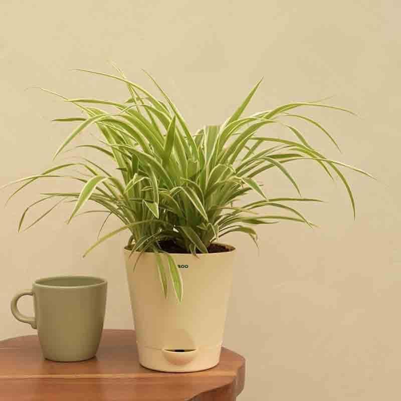 Buy Ugaoo Spider Plant - Medium Live Plants from Vaaree