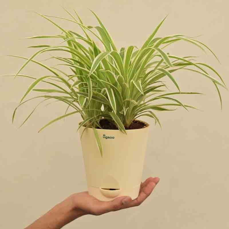 Buy Ugaoo Spider Plant - Medium Live Plants from Vaaree