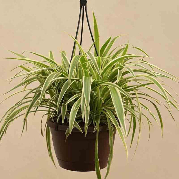 Buy Live Plants - Ugaoo Spider Plant With Hanging Pot at Vaaree online