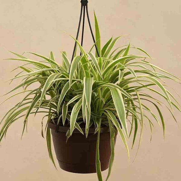 Buy Ugaoo Spider Plant With Hanging Pot Live Plants from Vaaree