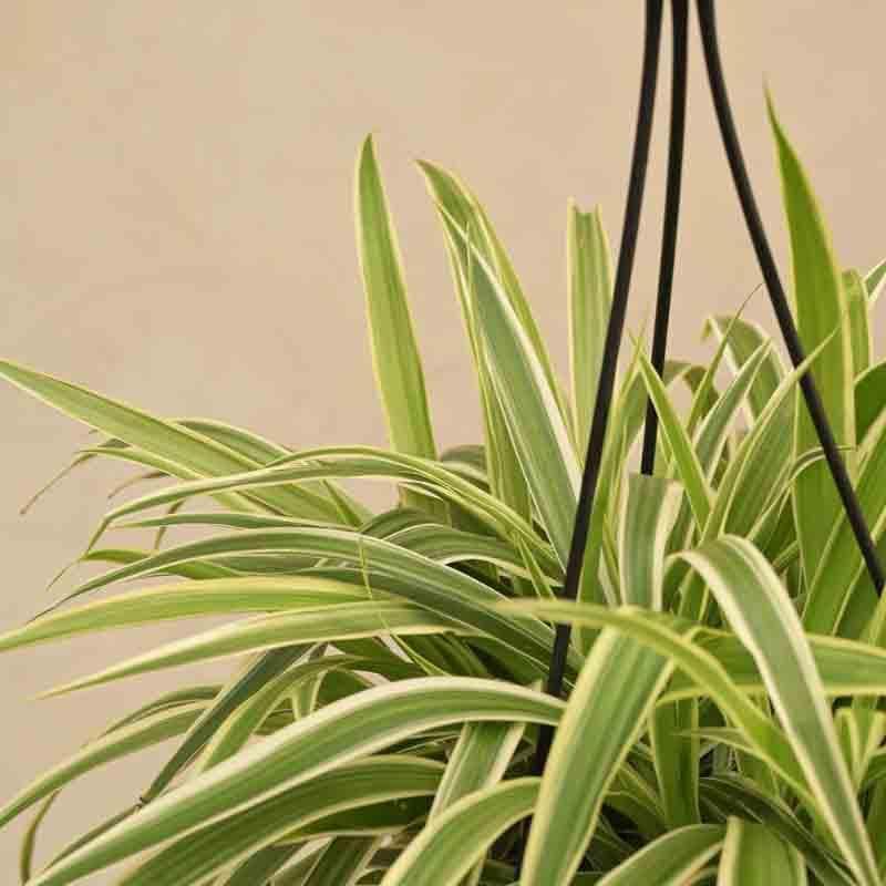 Buy Ugaoo Spider Plant With Hanging Pot Live Plants from Vaaree