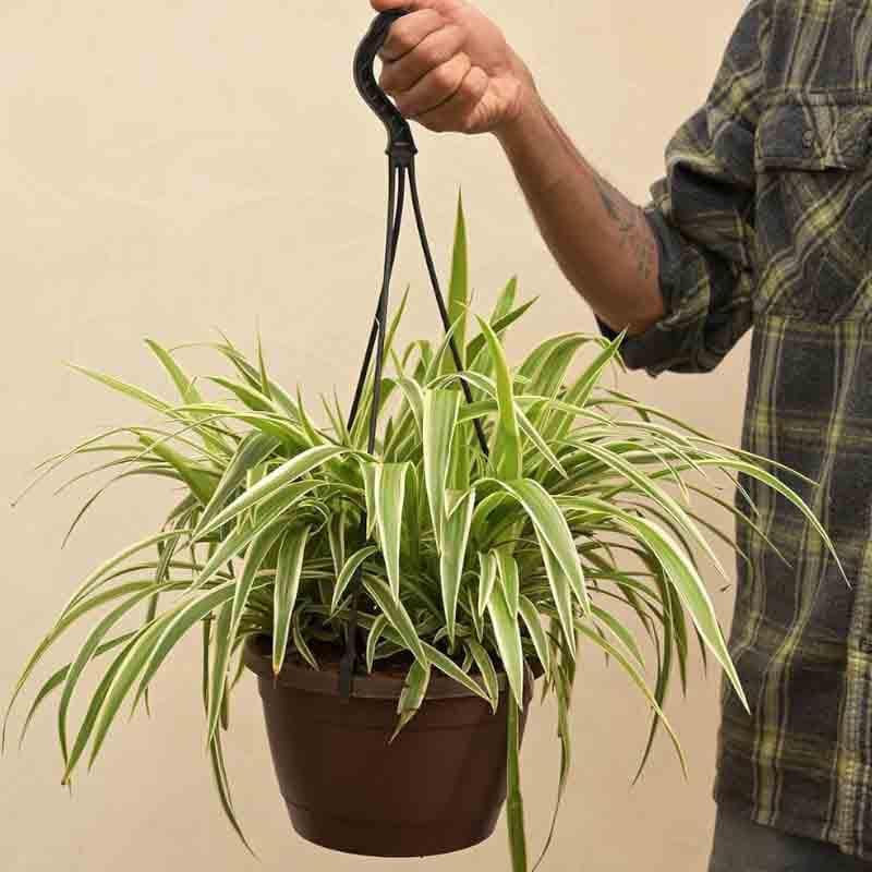 Buy Ugaoo Spider Plant With Hanging Pot Live Plants from Vaaree