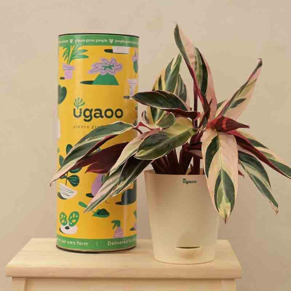 Buy Ugaoo Stromanthe Triostar Plant - Medium Live Plants from Vaaree