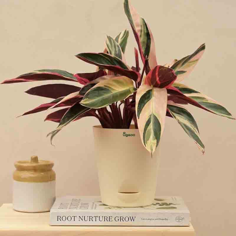 Buy Ugaoo Stromanthe Triostar Plant - Medium Live Plants from Vaaree