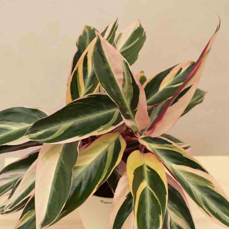 Buy Ugaoo Stromanthe Triostar Plant - Medium Live Plants from Vaaree