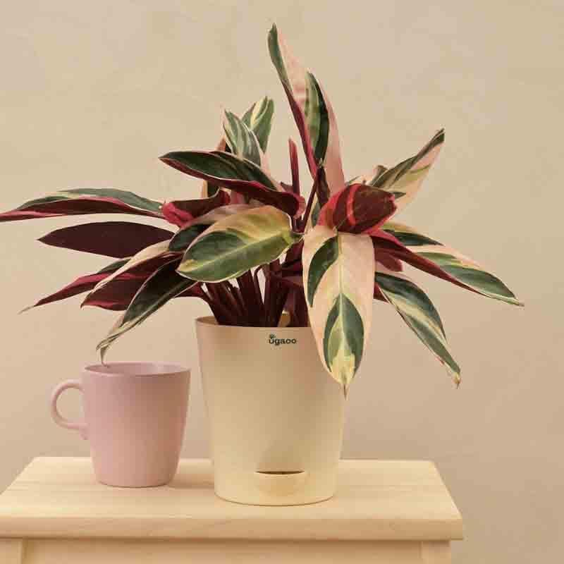 Buy Ugaoo Stromanthe Triostar Plant - Medium Live Plants from Vaaree