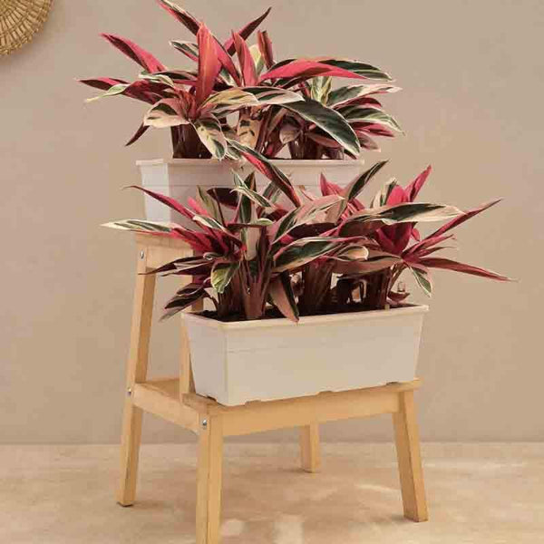 Buy Ugaoo Stromanthe Triostar Plant - Set of 2 Live Plants from Vaaree