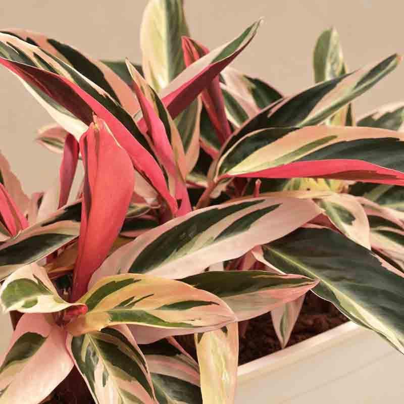 Buy Ugaoo Stromanthe Triostar Plant - Set of 2 Live Plants from Vaaree