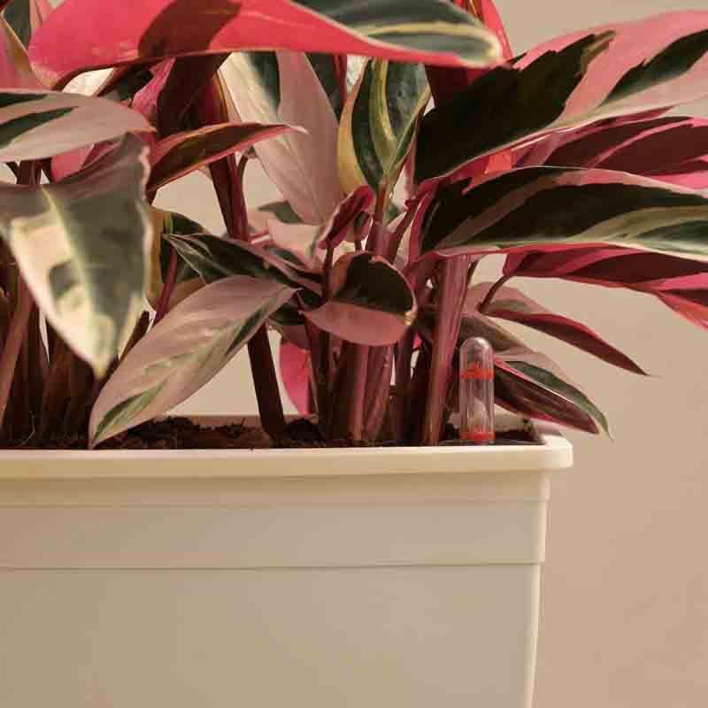 Buy Ugaoo Stromanthe Triostar Plant - Set of 2 Live Plants from Vaaree