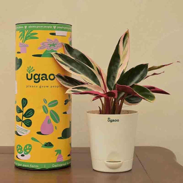 Buy Ugaoo Stromanthe Triostar Plant - Small Live Plants from Vaaree