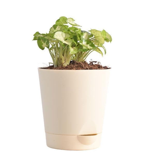 Buy Ugaoo Syngonium Mini Plant Live Plants from Vaaree