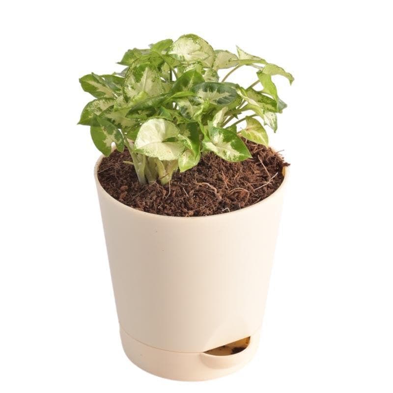 Buy Ugaoo Syngonium Mini Plant Live Plants from Vaaree