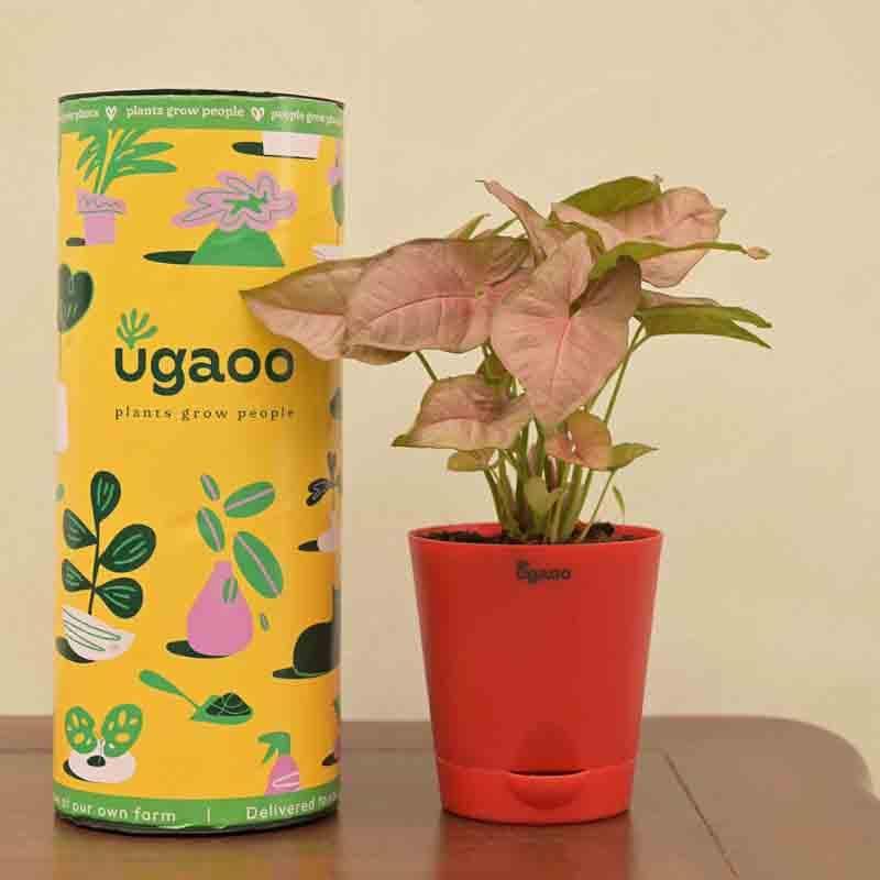 Buy Ugaoo Syngonium Pink Plant Live Plants from Vaaree