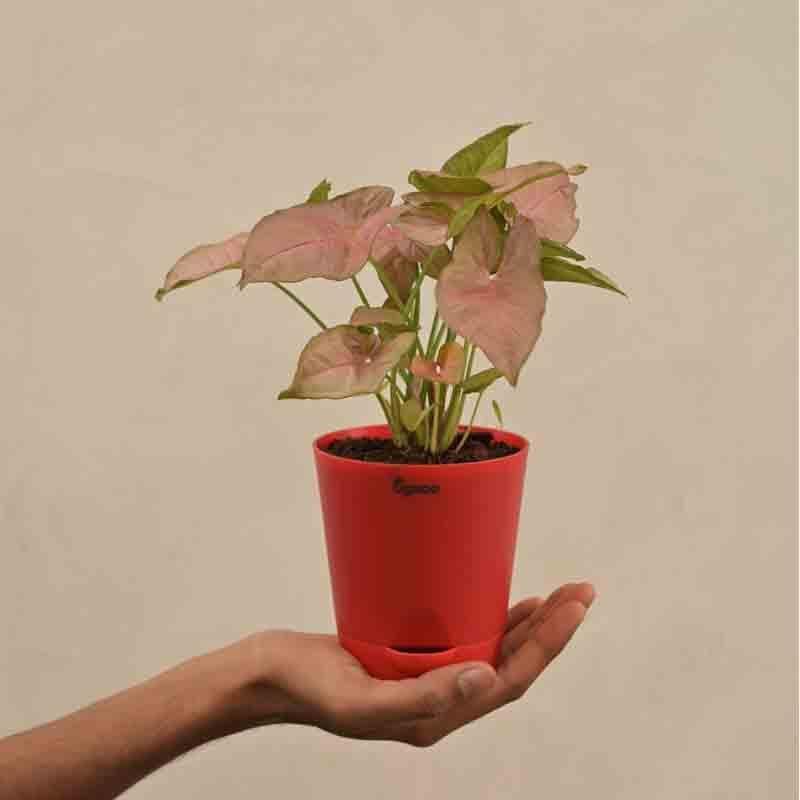 Buy Ugaoo Syngonium Pink Plant Live Plants from Vaaree