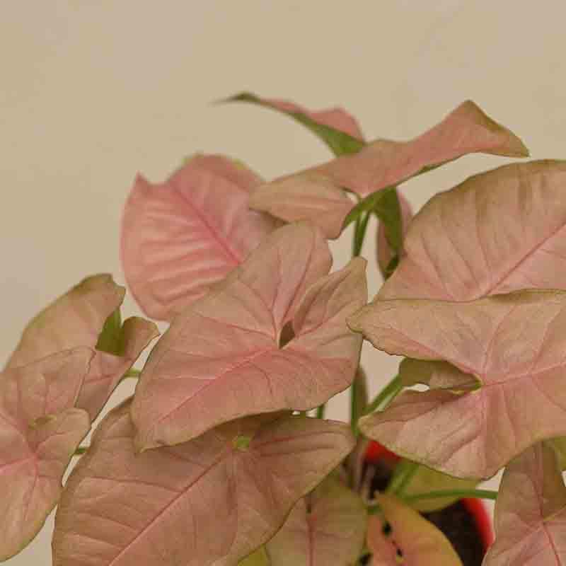 Buy Ugaoo Syngonium Pink Plant Live Plants from Vaaree