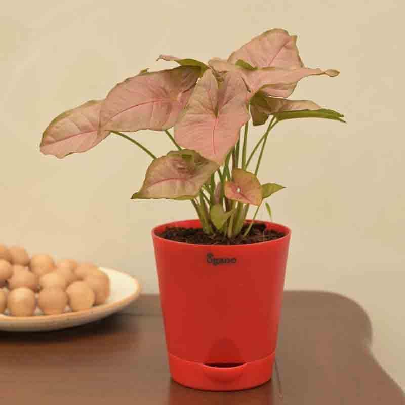 Buy Ugaoo Syngonium Pink Plant Live Plants from Vaaree