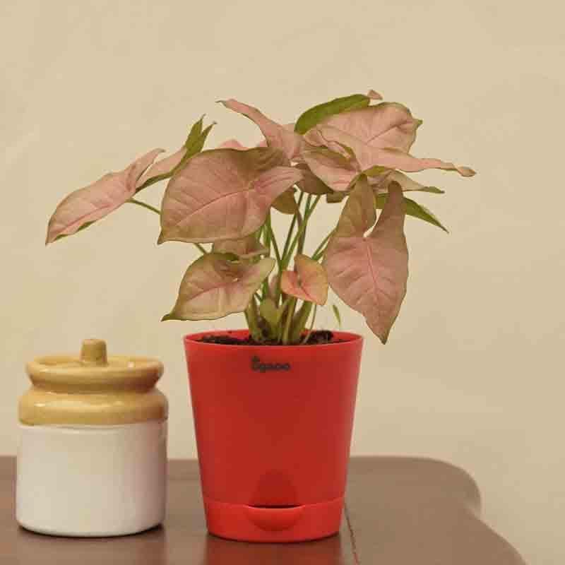 Buy Ugaoo Syngonium Pink Plant Live Plants from Vaaree