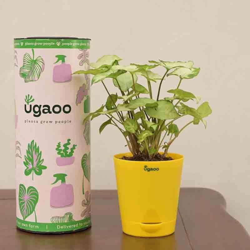 Buy Ugaoo Syngonium Pixie Plant Live Plants from Vaaree