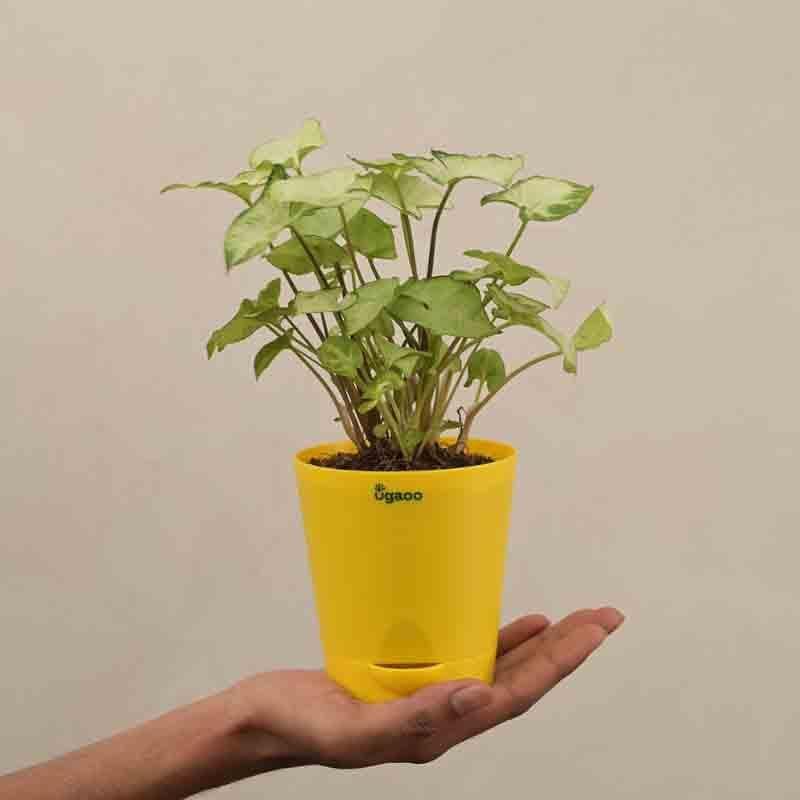 Buy Ugaoo Syngonium Pixie Plant Live Plants from Vaaree