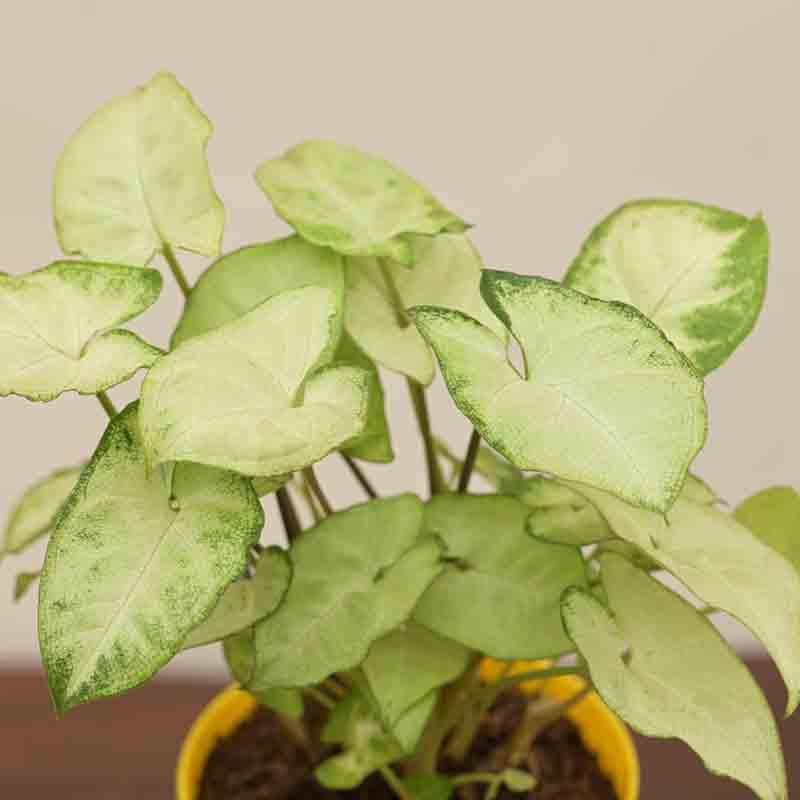 Buy Ugaoo Syngonium Pixie Plant Live Plants from Vaaree