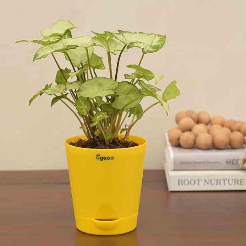 Buy Ugaoo Syngonium Pixie Plant Live Plants from Vaaree