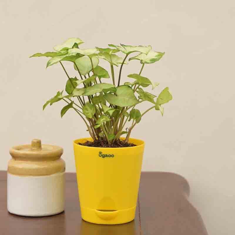 Buy Ugaoo Syngonium Pixie Plant Live Plants from Vaaree