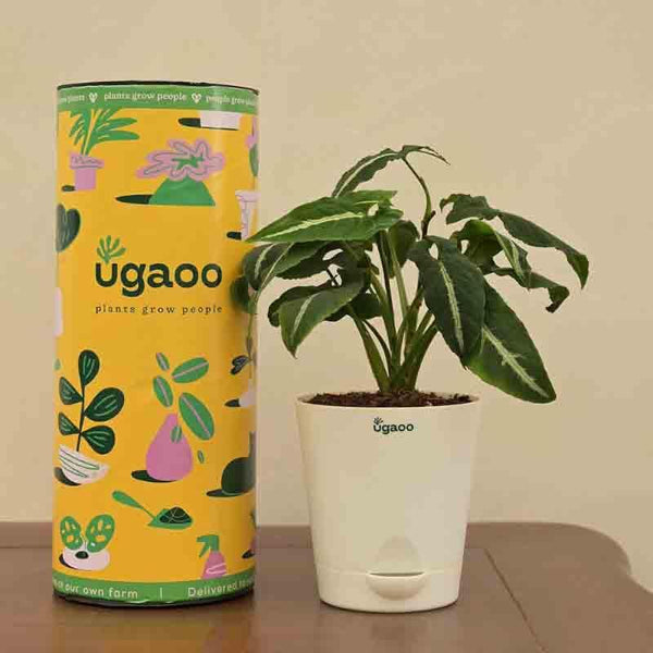 Buy Ugaoo Syngonium Weindlandii Plant Live Plants from Vaaree