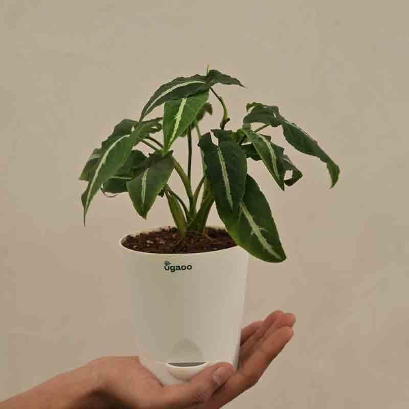 Buy Ugaoo Syngonium Weindlandii Plant Live Plants from Vaaree