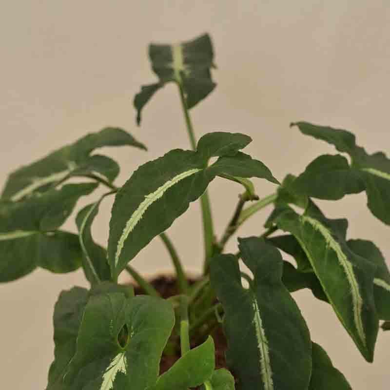 Buy Ugaoo Syngonium Weindlandii Plant Live Plants from Vaaree