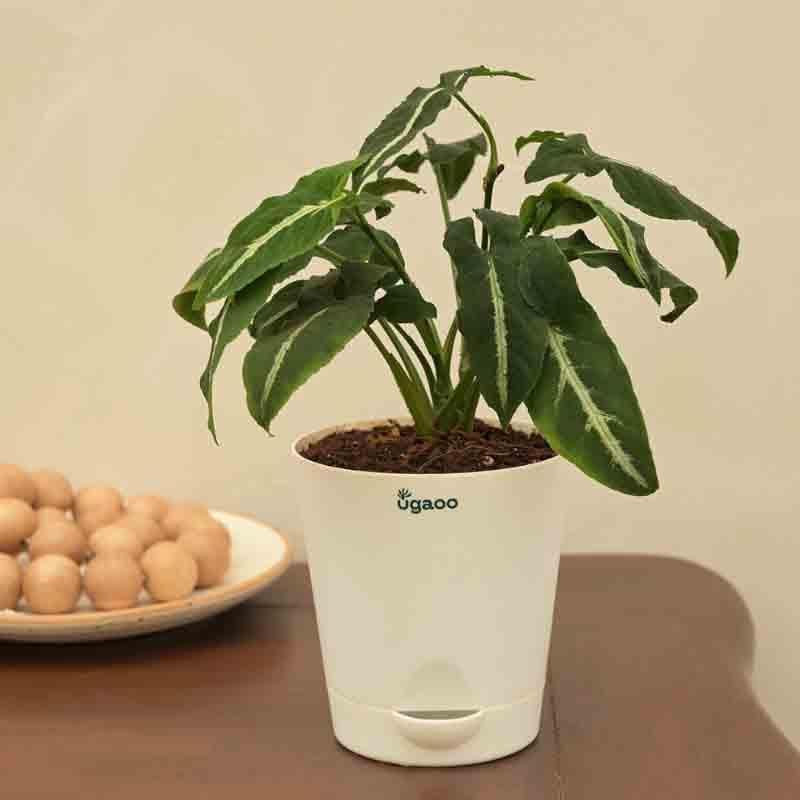 Buy Ugaoo Syngonium Weindlandii Plant Live Plants from Vaaree