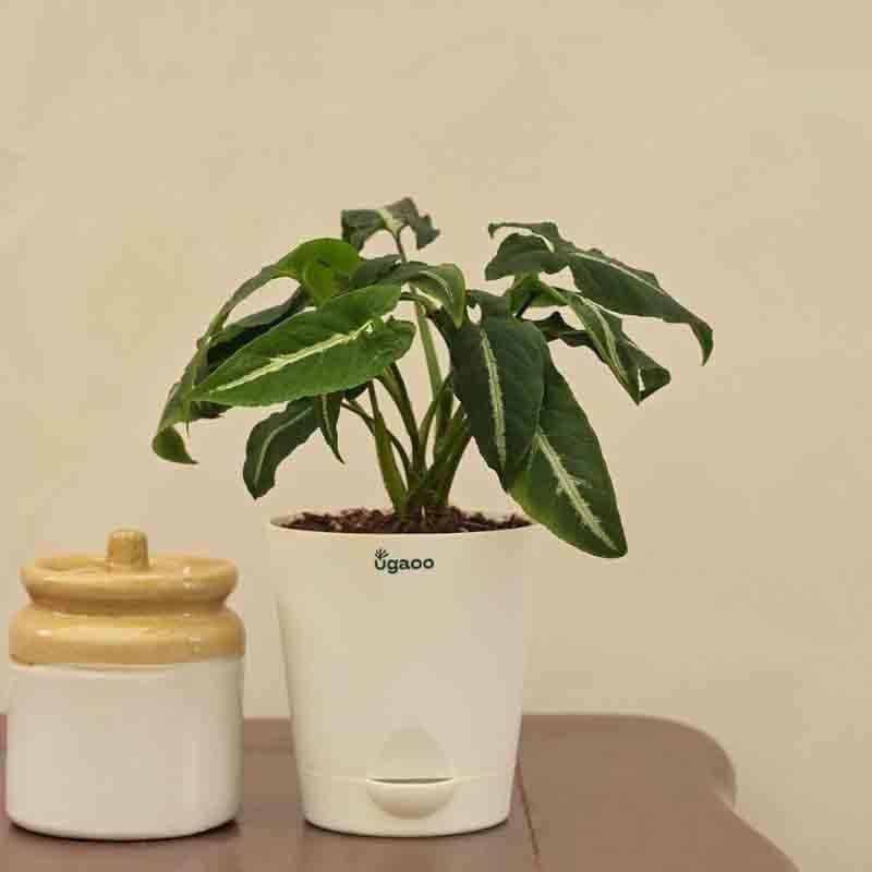 Buy Ugaoo Syngonium Weindlandii Plant Live Plants from Vaaree