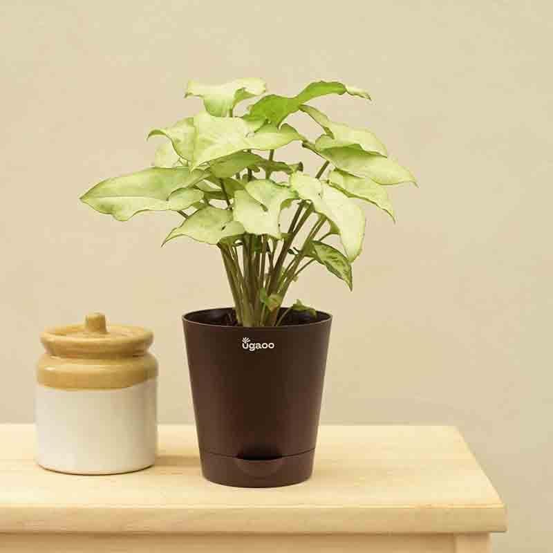 Buy Ugaoo Syngonium White Butterfly Plant Live Plants from Vaaree