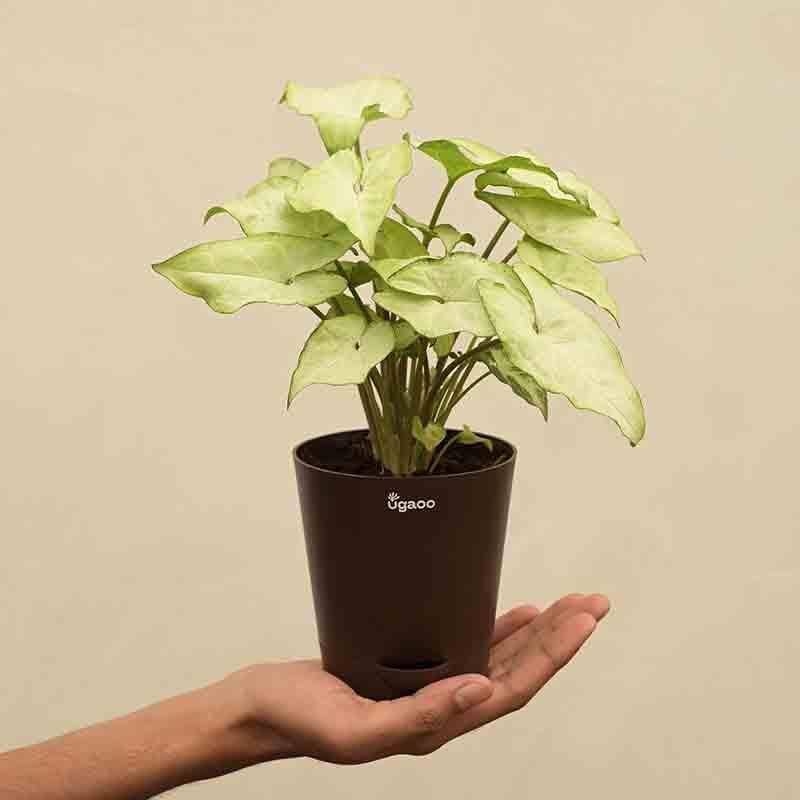 Buy Ugaoo Syngonium White Butterfly Plant Live Plants from Vaaree