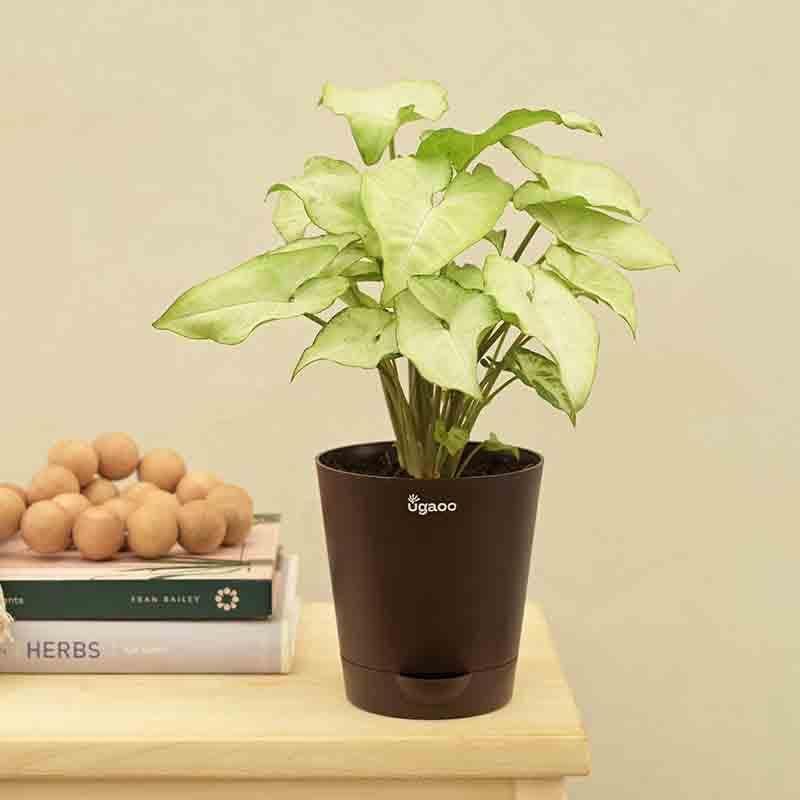 Buy Ugaoo Syngonium White Butterfly Plant Live Plants from Vaaree