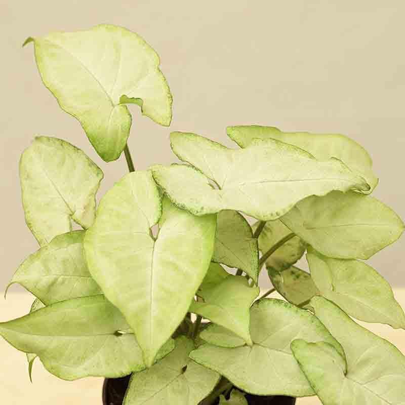 Buy Ugaoo Syngonium White Butterfly Plant Live Plants from Vaaree