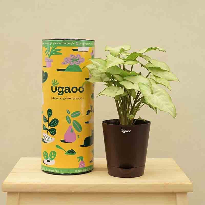 Buy Ugaoo Syngonium White Butterfly Plant Live Plants from Vaaree