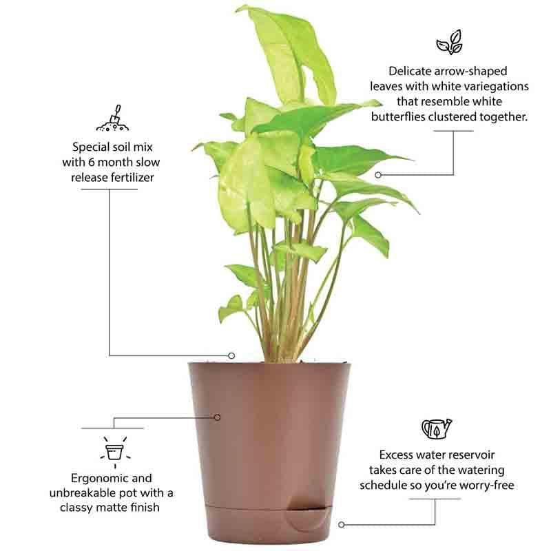 Buy Ugaoo Syngonium White Butterfly Plant Live Plants from Vaaree