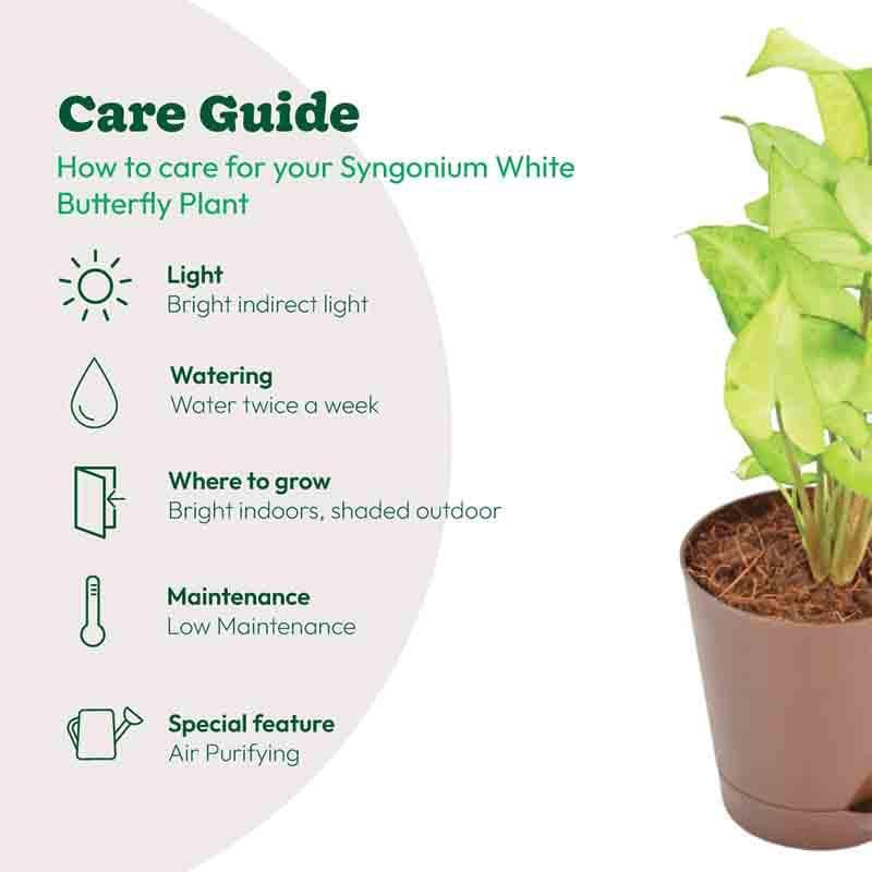 Buy Ugaoo Syngonium White Butterfly Plant Live Plants from Vaaree