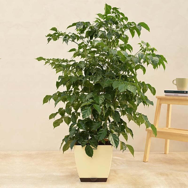 Buy Ugaoo The China Doll Plant - XL Live Plants from Vaaree