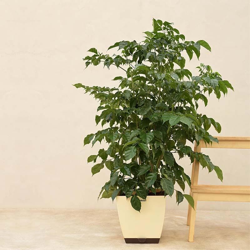 Buy Ugaoo The China Doll Plant - XL Live Plants from Vaaree